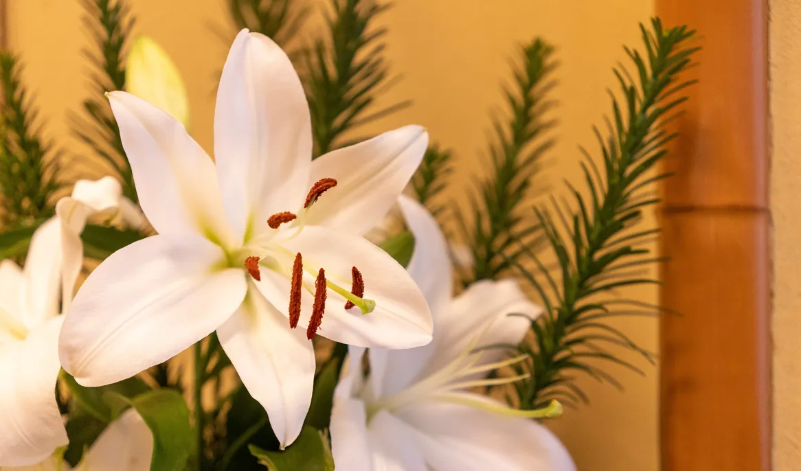 白いユリと緑の葉の生け花